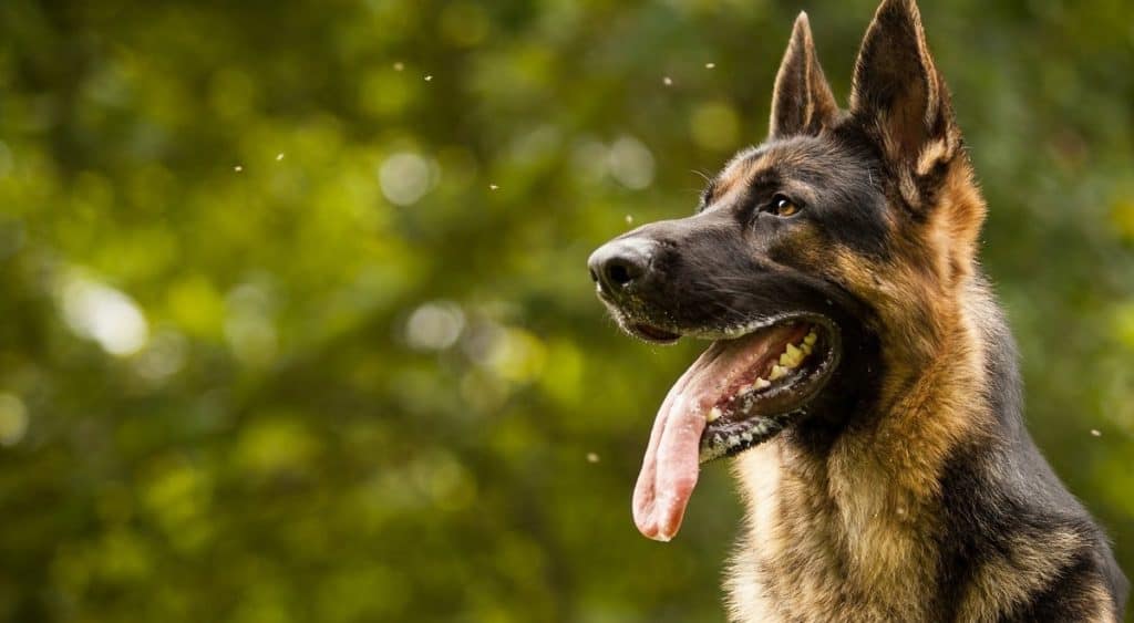 German Shepherd dog with its tongue out in nature background