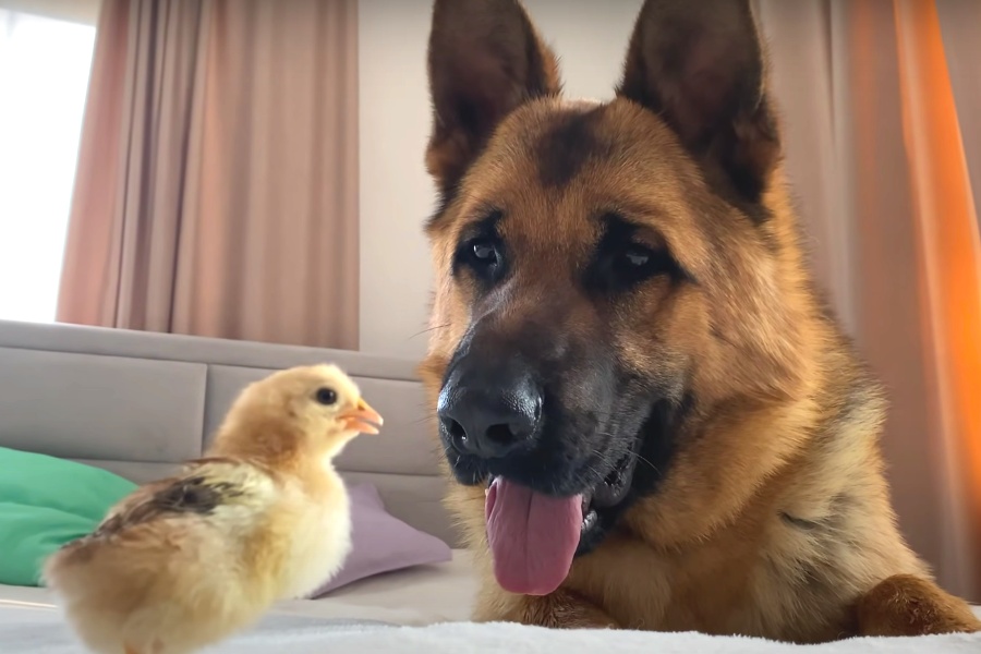 Will German Shepherd Kill Chicken?