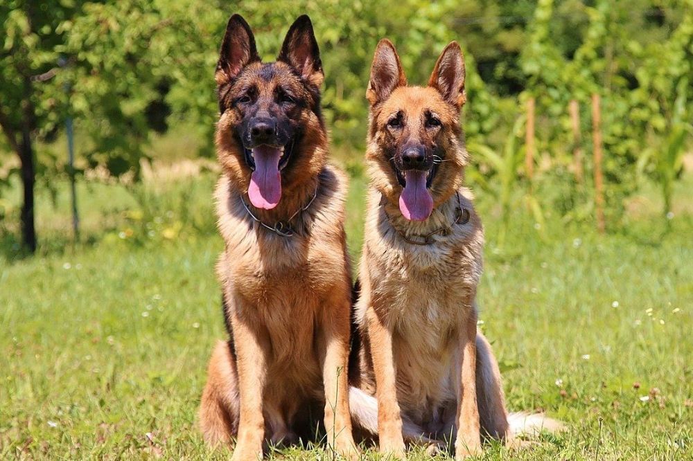 Male vs Female German Shepherds: How to Choose?