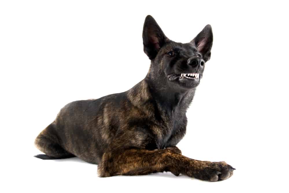 Why Do German Shepherds Growl?