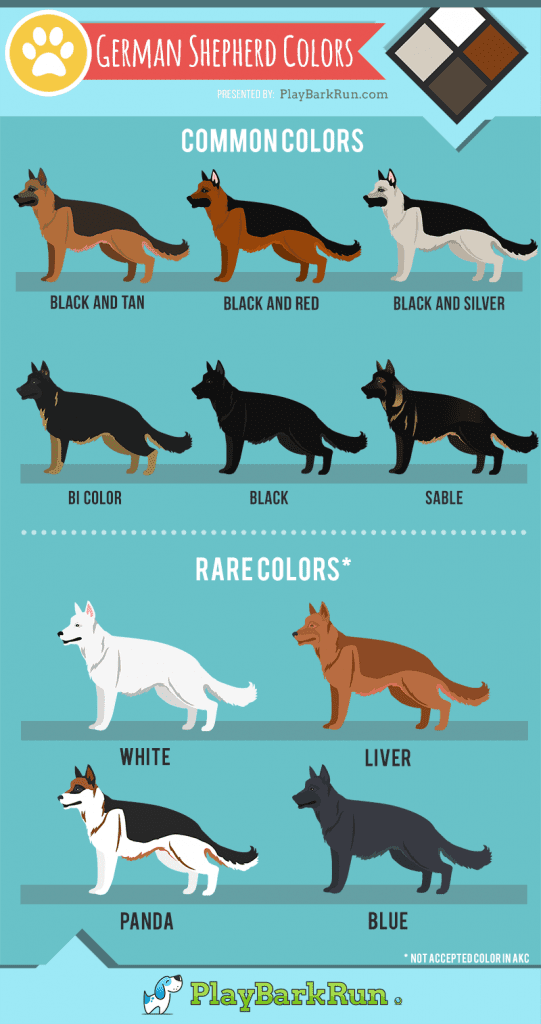 German Shepherd Colors infographic