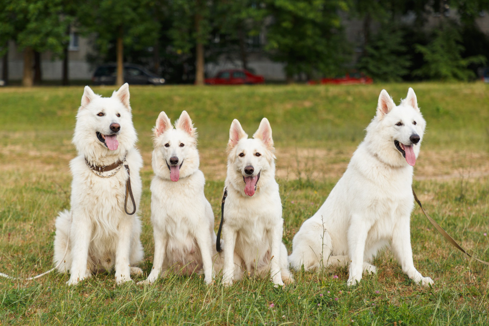 white German Shepherds outdoor
