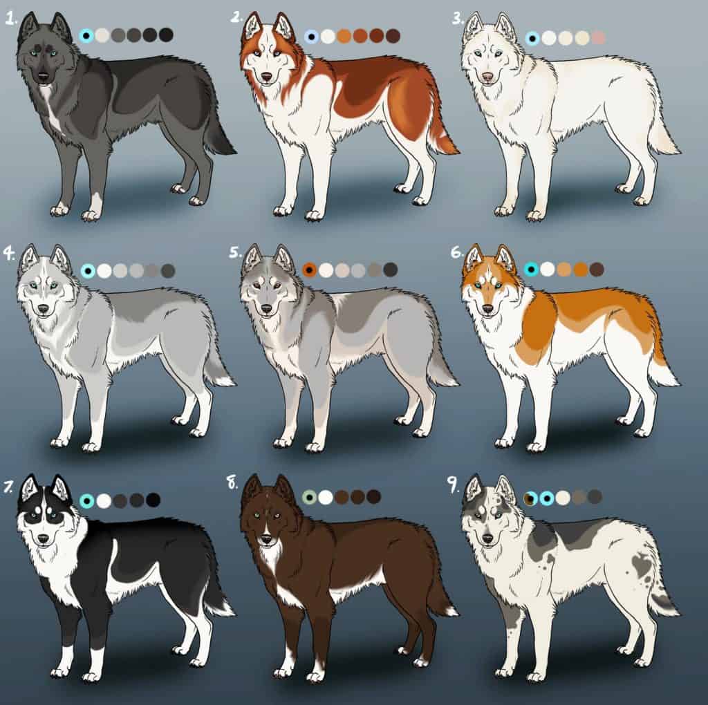 Nine colors chart for Husky dogs
