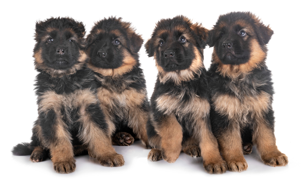 4 German Shepherd Puppies in white background