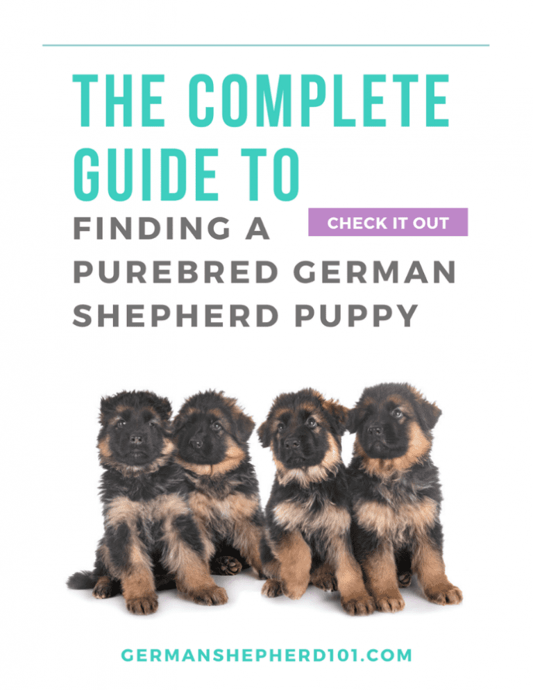 The Complete Guide to Finding a Purebred German Shepherd