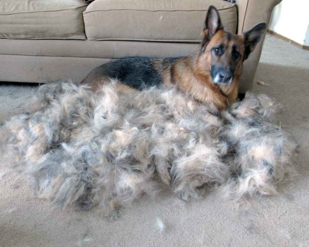 Furballs around a German Shepherd dog lying on the carpet