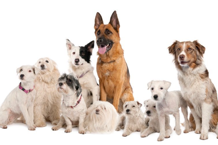 Are German Shepherds Good With Small Dogs?