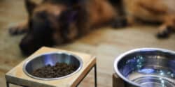 How to Get Your German Shepherds to Eat Their Food?
