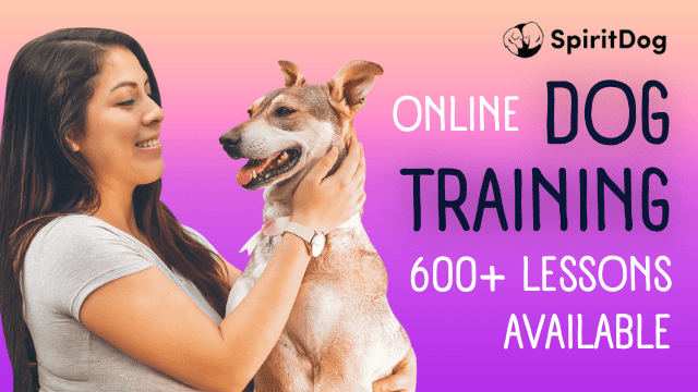 Online Dog Training 600+ Lessons Available
