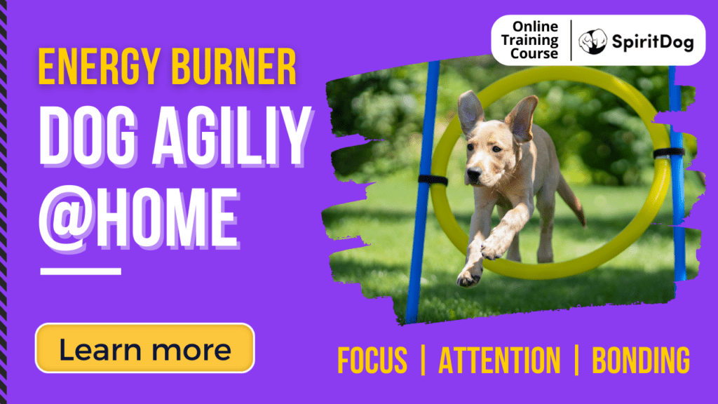 Energy Burner Dog Agility at Home