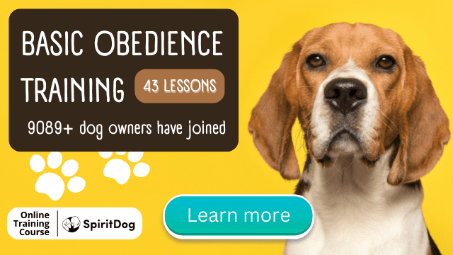 Basic Obedience Training