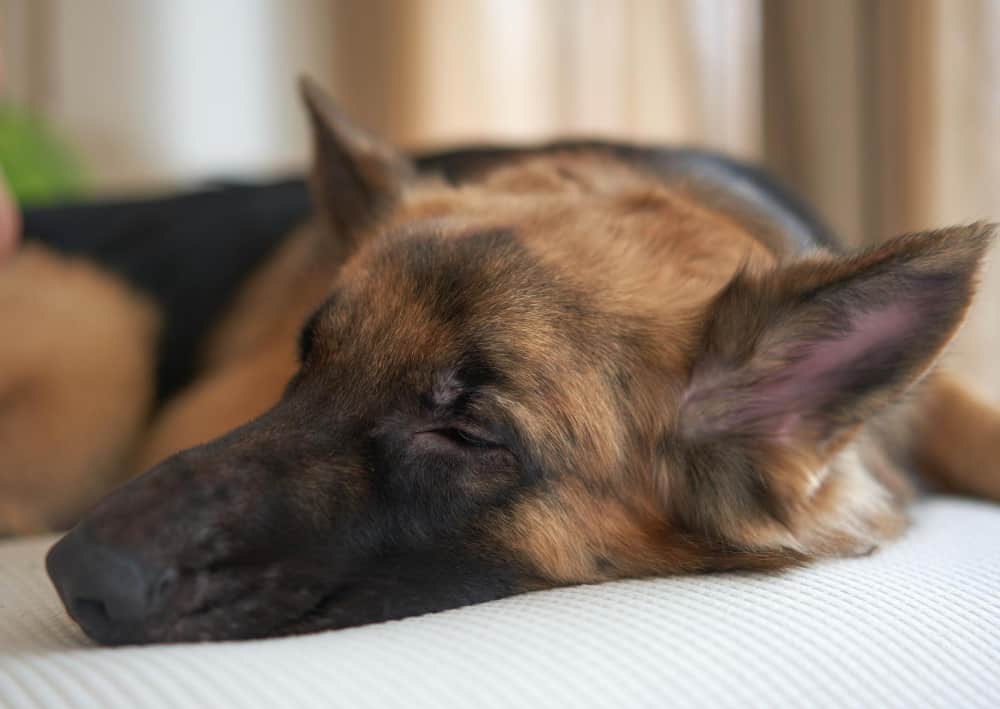 German Shepherd dog is sleeping.