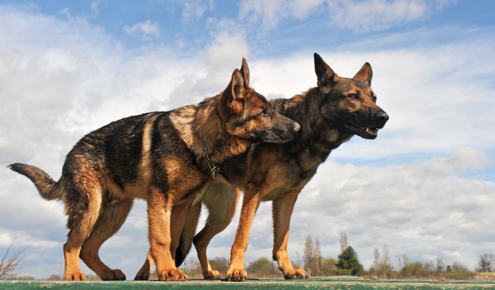 German Shepherd Temperament: Male vs Female