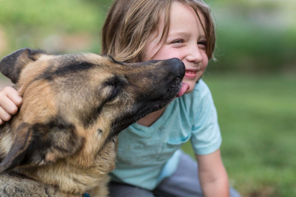 German Shepherd licking a child's face