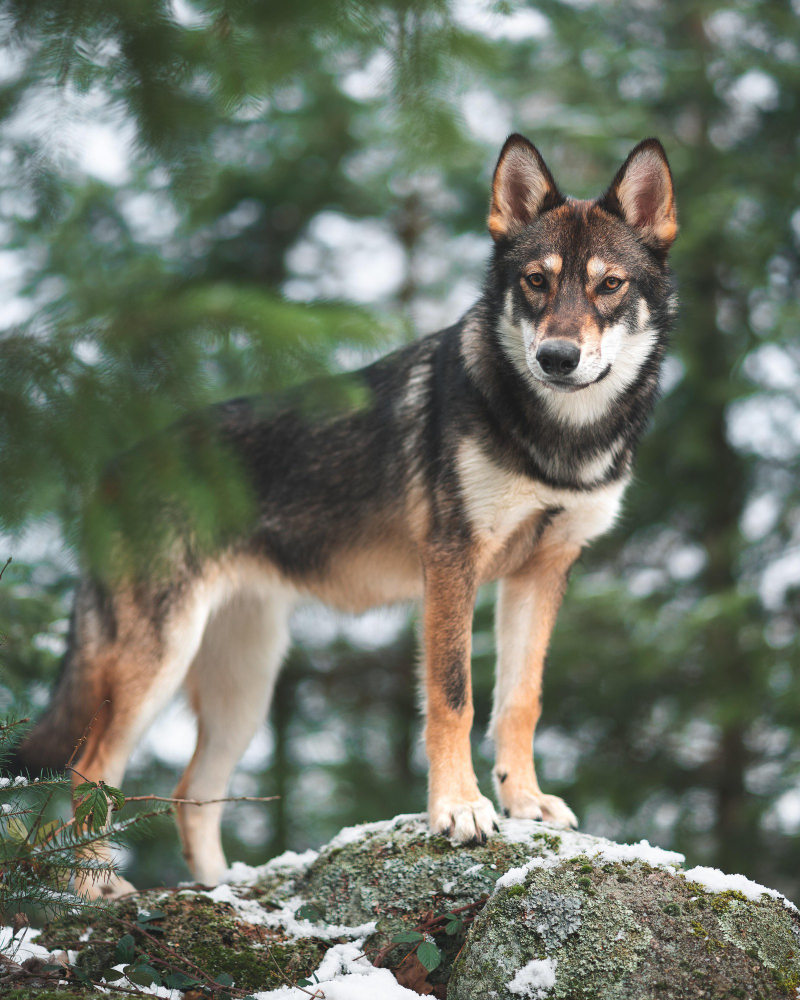 German Shepherd dog standing on the rock outdoor with nature background