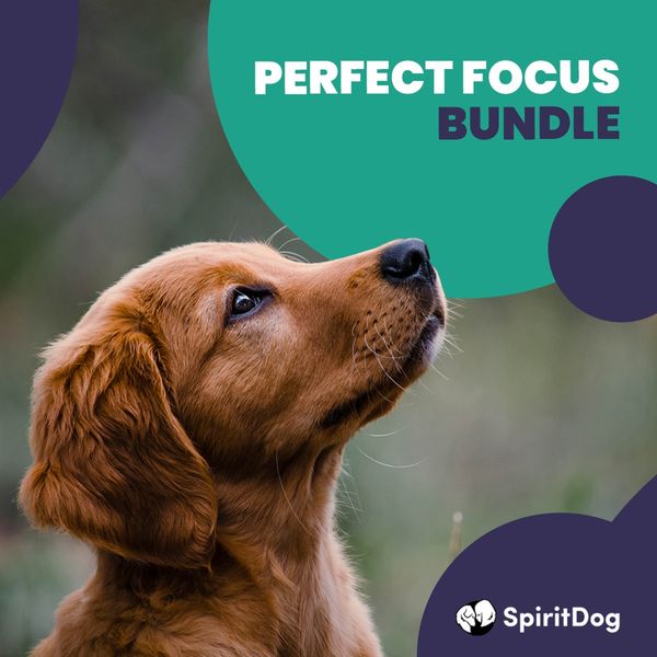 Perfect Focus Bundle