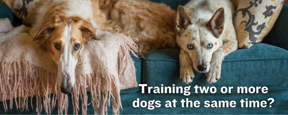 two dogs lying in the couch